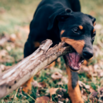 Dog bite wood