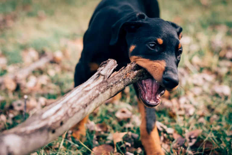 Dog bite wood