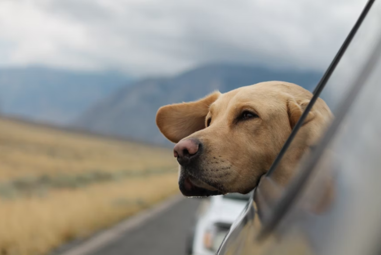 dog travel auto
